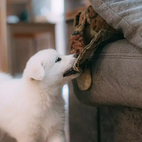 A puppy biting a fabric