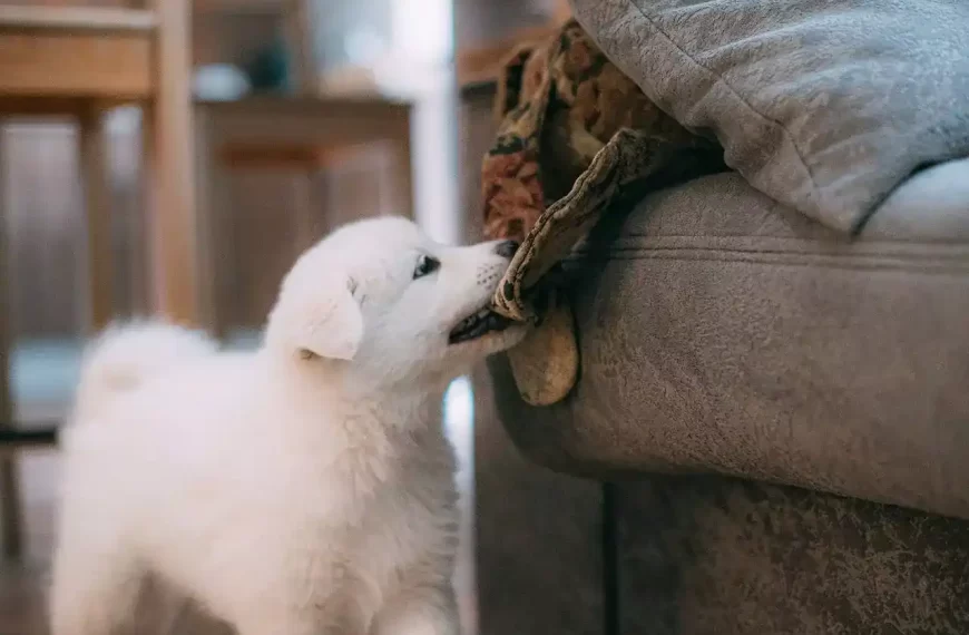 A puppy biting a fabric