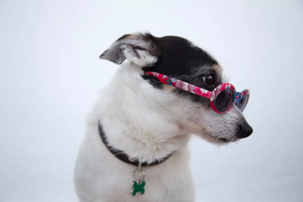 A dog with sunglasses looking to the side